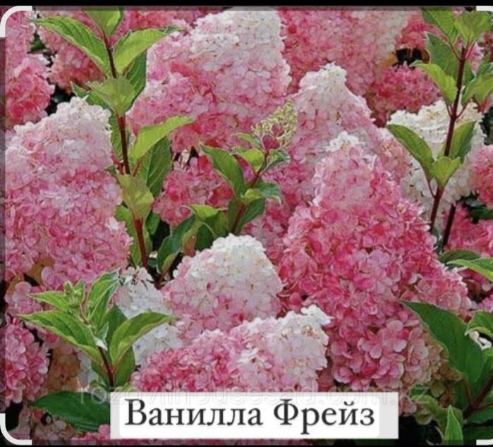 Гортензии  метельчатые