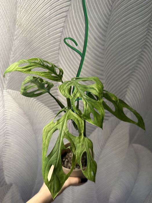 Монстера адансони вар минт