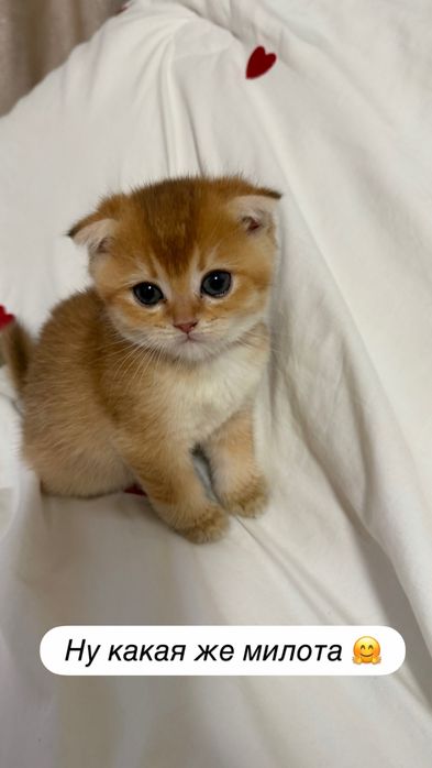 Продаются котята шиншила