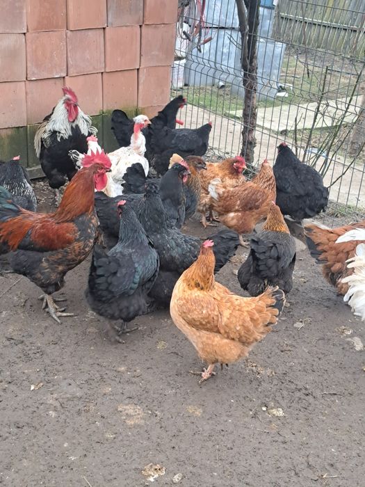 Gaini Românești de vânzare