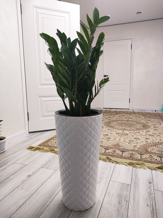 Цветы комнатные. Доставка