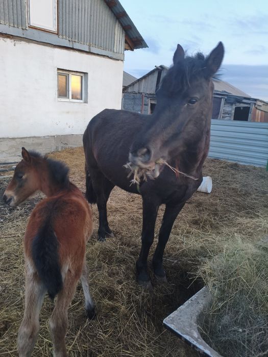 Кобыла с жеребенком