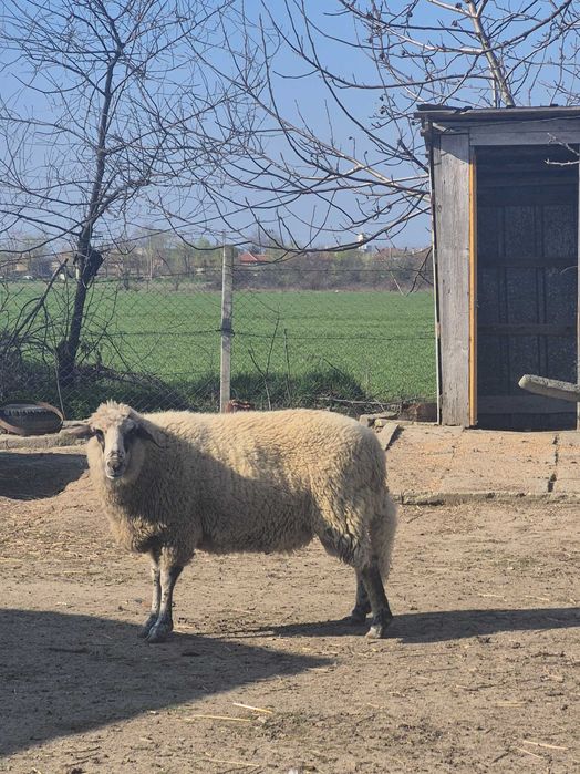 Коч на 2 години.