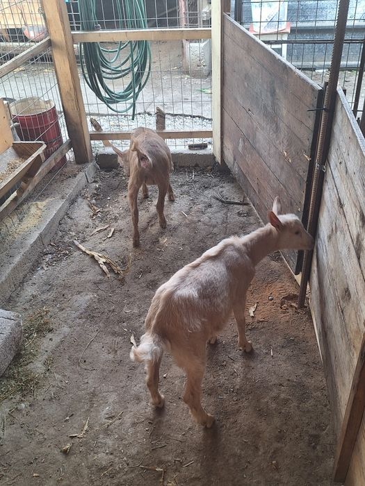 Vând iedute 10 săptămâni  zaeen si alpin francez rasa