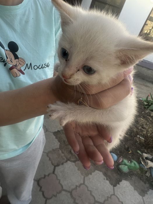 Отдам котят девочек