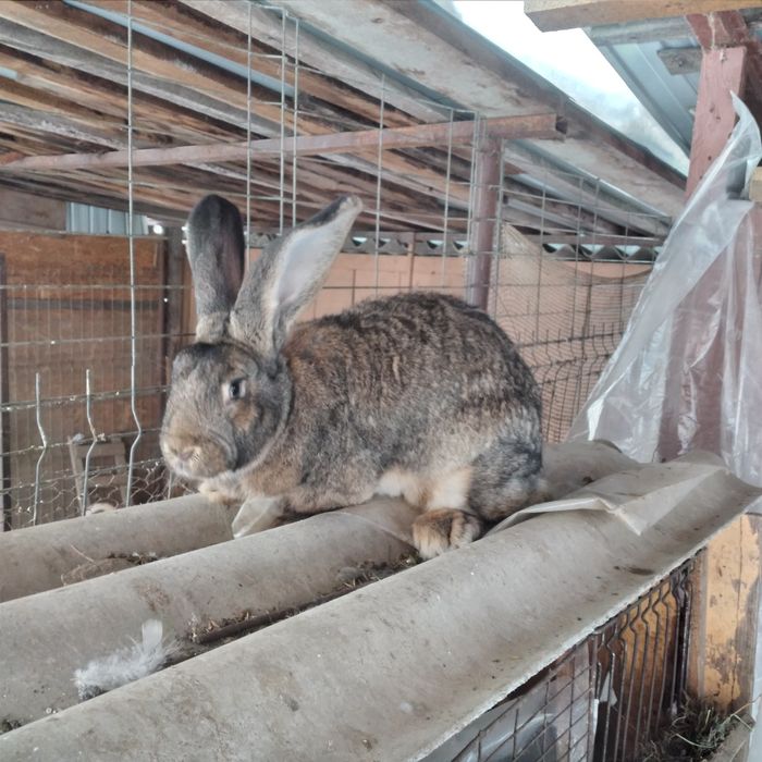 Vînd Femela uriaș german