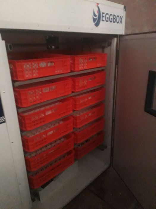 Inkubator sotiladdi kataklar ham bor