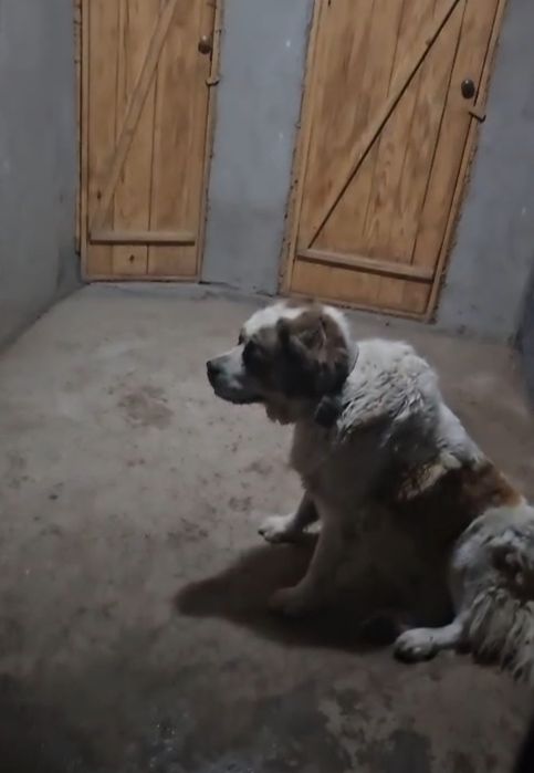 Продаются щенки,