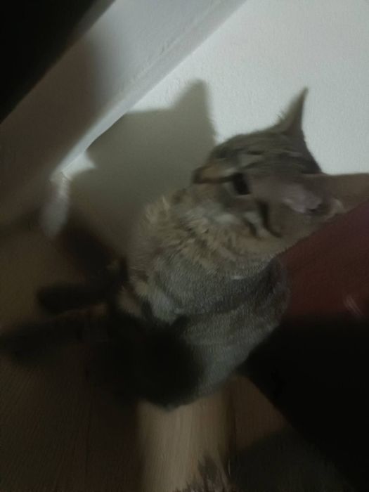 Donez  puiuti foarte frumosi