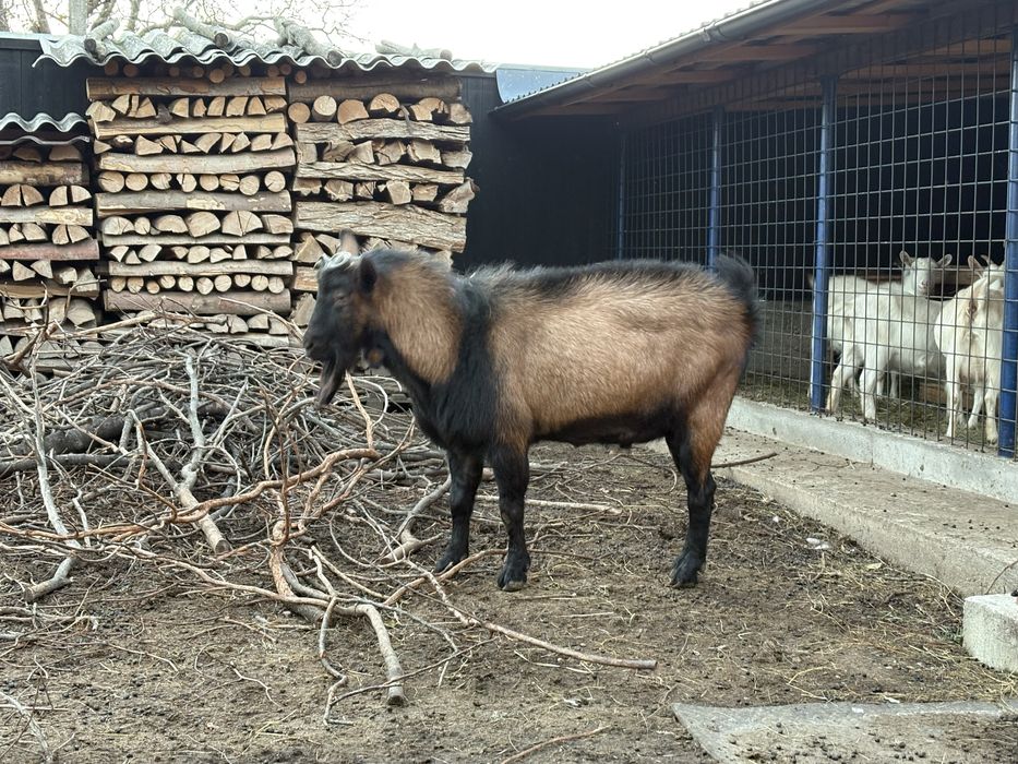 Țap Alpin, 2 ani și jumătate, blând