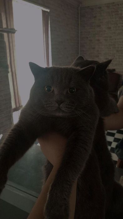 БРИТАНСКАЯ КАРОТКОШЕРСТНАЯ
1 год ему
Пол мужика
Для вязки 
Вязка
Не пр