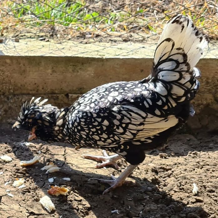 Oua incubație paduana argintie