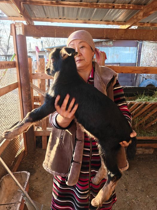 Козлята молочной породы.