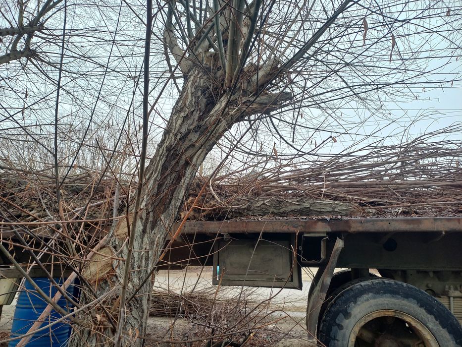 Отын ағаштар драва