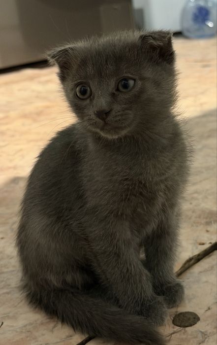 Ищем любящих хозяев для замечательных котят!