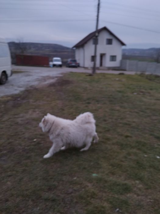 Samoyed femela 4ani cu pedegree