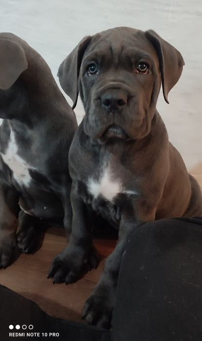 Кане Корсо. Девочка