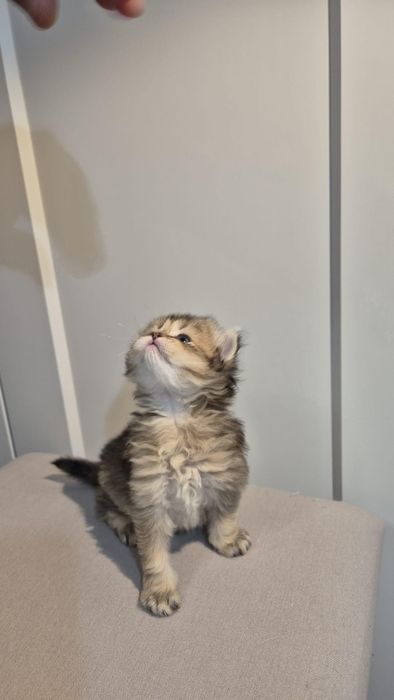 British Longhair Golden-Black