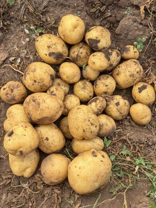 Продам картофель сорт Коломбо.