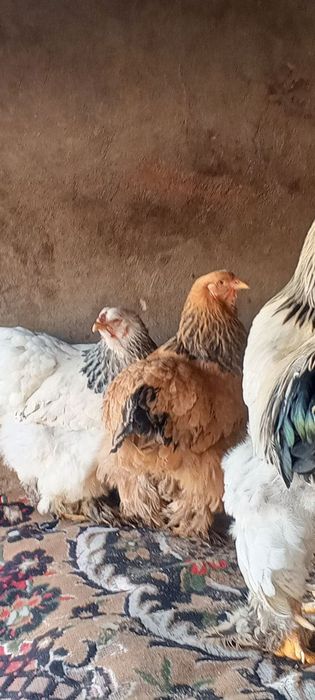 550 000 min brama horoz tuvuqlar