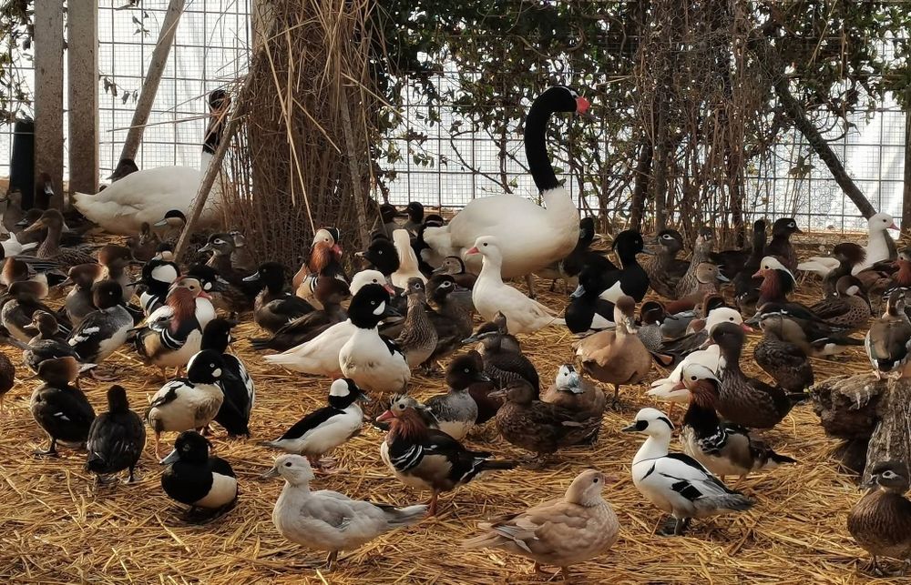 Vând rate mandarin, carolin, sulitar, ferestras,evantai,bahama, gaste