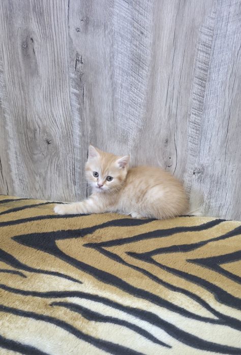 Шотландские вислоухие