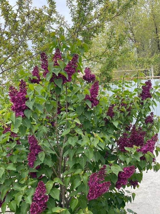 Продаётся сирень