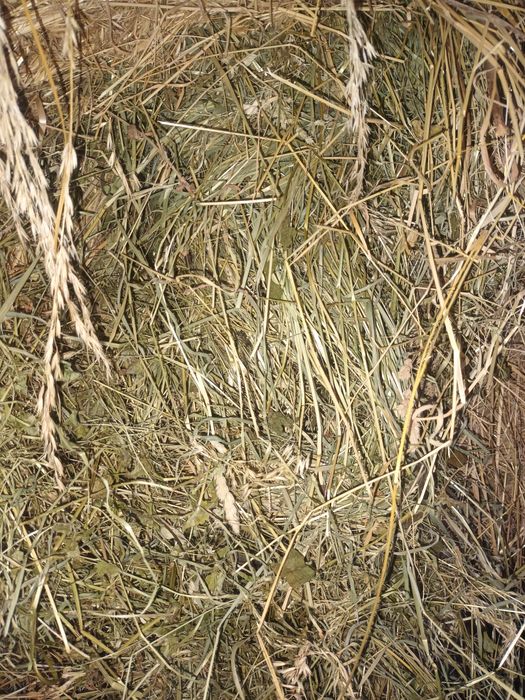 De vânzare 2 baloti de fân şi unul de lucerna