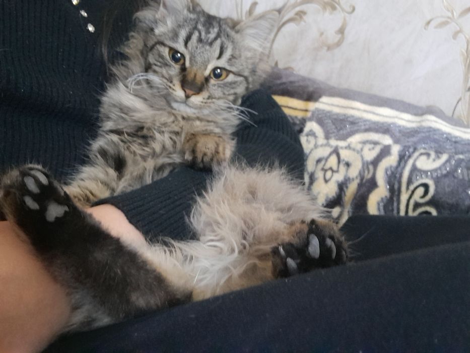 кошка молодая красивая