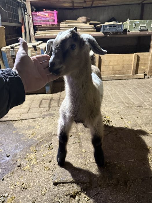 Нубийский парода лақ сатам срочна