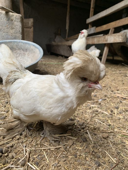 Yaponka tuxumi sotiladi !!!