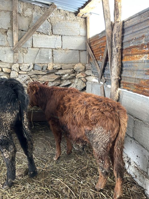 Корова и быки продам