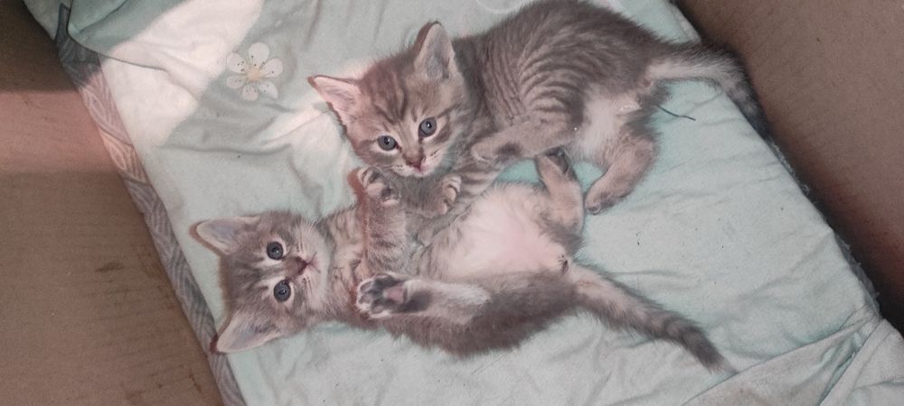 Малыши ждут родителей ))Отдам  в добрые руки 2 мальчика 3 дев