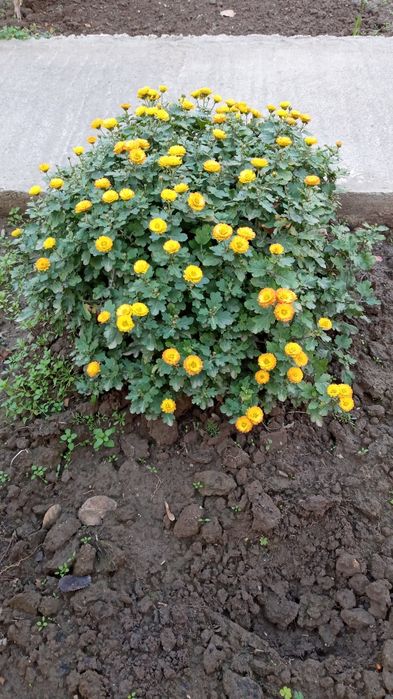 Цветы многолетние, разные.