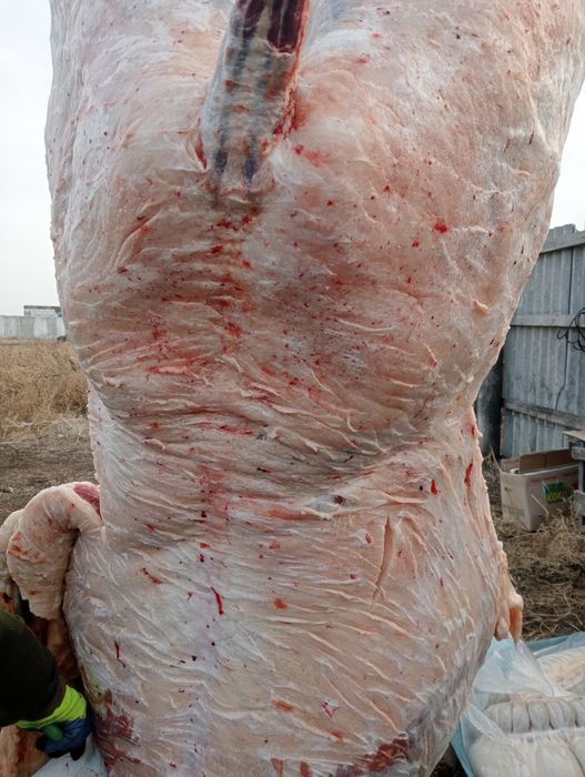 Согым. Конина. Ет. Мясо.