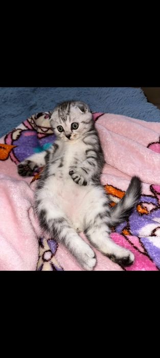 Вязка. Котик ждёт дам.