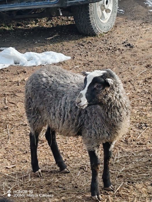 Романовский кошкарчик