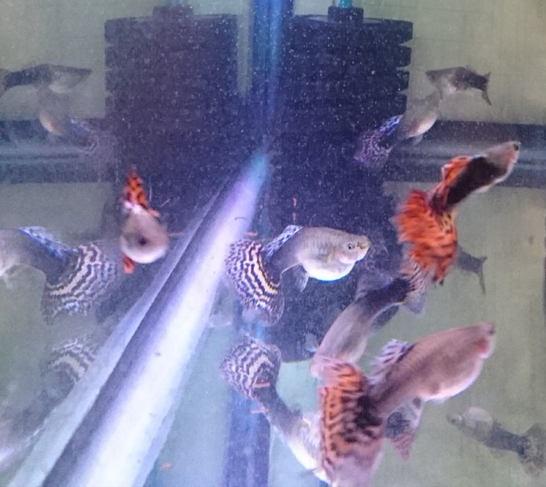 Мечиносцы, Моллинезии,Гуппи,Сомики Анциструсы и др Мирные рыбки.