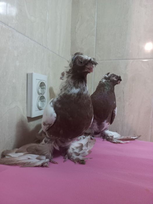 Продам голубей 20 штук