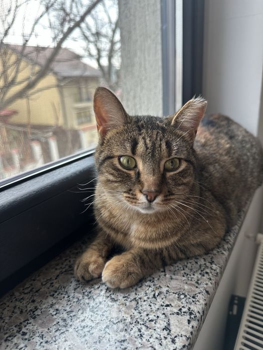 Luna isi cauta casuta