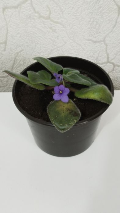 Продам комнатные цветы.