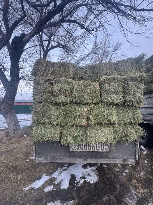 Клевер с доставкой