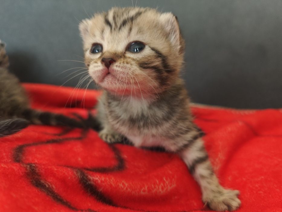 Бронь котят малышей
