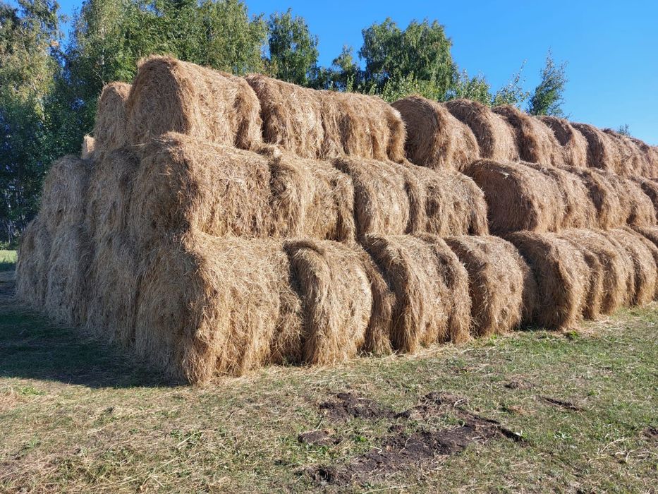 Продам сено тюки рулоны