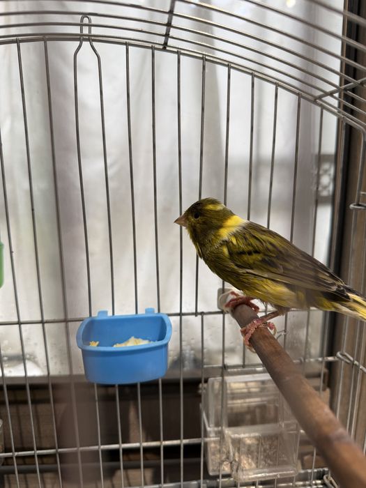 Kanareyka Nar sotiladi