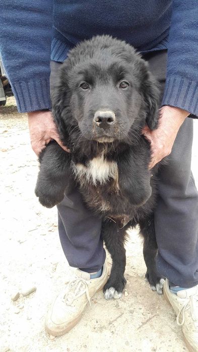 Mascul Ciobanesc Romanesc Corb Bacau • OLX.ro