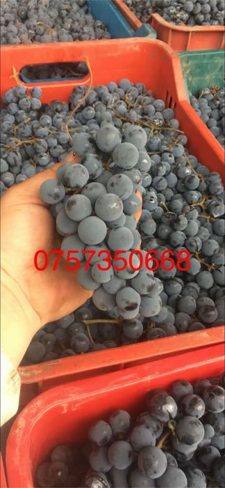 Capsunică struguri de vin