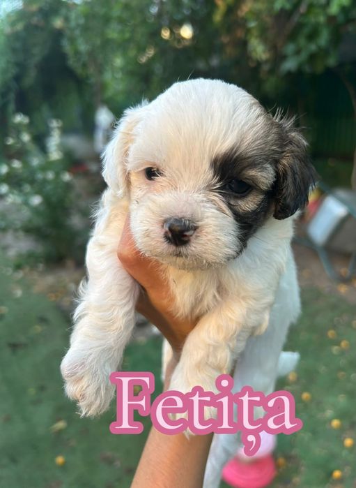 Bichon Maltez 4 băieți si 3 fetite