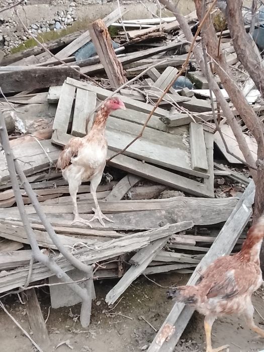 Дакан июньский мекен бар