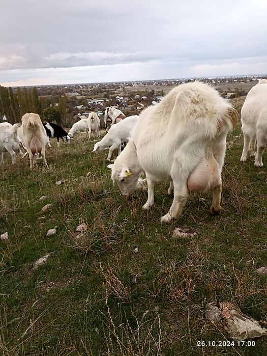 Продажа Зааненских коз.